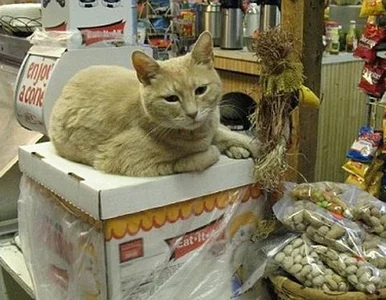 Miniatura: Na Alasce miastem od 15 lat rządzi... kot