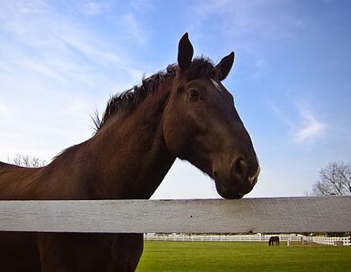 Miniatura: Olimpiada 2012: mięso konia pomoże Kazachom?
