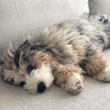 Bernedoodle Darwin 