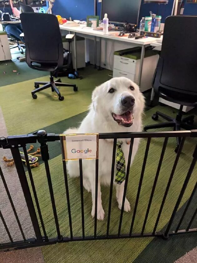 Psy w pracy 