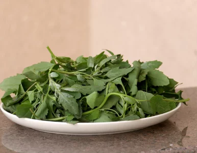 Miniatura: Rośnie pod nogami i może zastąpić szpinak....