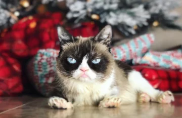 Grumpy Cat 