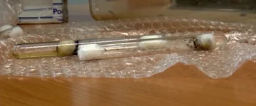 Mrówki w próbówce 