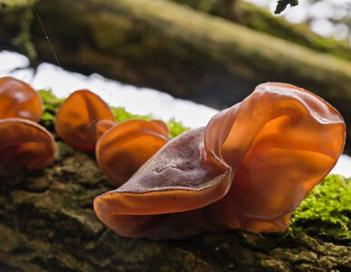 Miniatura: Zimą warto kontynuować grzybobranie....