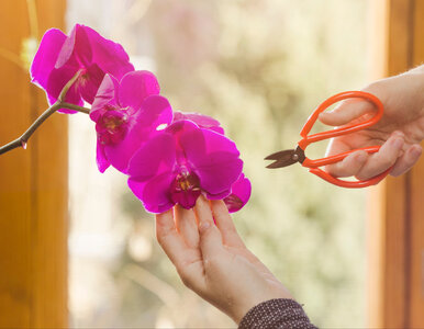 Miniatura: Po kwitnieniu storczyk nie odpoczywa. On...