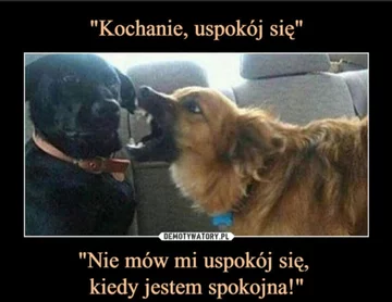 Mem z okazji Dnia Psa 