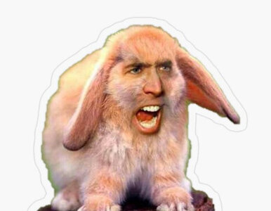 Miniatura: Nicolas Cage i memy to doskonałe...