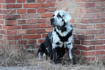 Labrador Blaze 