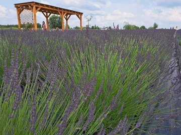 Lawendowa Siwianka, plantacja lawendy pod Warszawą 