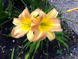 Liliowce