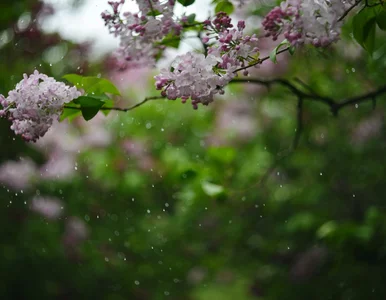 Miniatura: Długoterminowa prognoza dla Polski. Jaka...