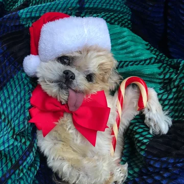 Pies Marnie 