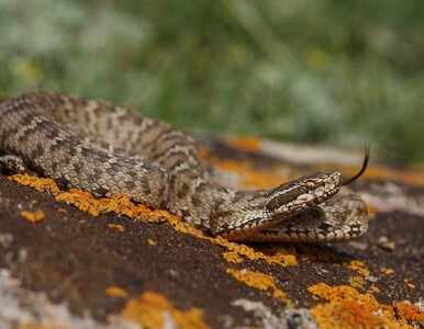 Miniatura: Lokalna wódka kluczem do bezcennego...