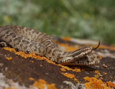 Miniatura: Lokalna wódka kluczem do bezcennego...