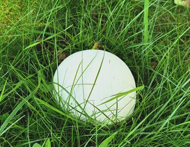 Miniatura: Masz w ogrodzie wielkie białe purchawki?...