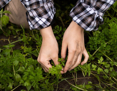 Miniatura: Wysiej w listopadzie! Te warzywa...