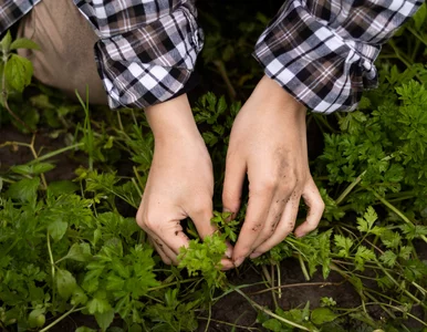 Miniatura: Wysiej w listopadzie! Te warzywa...
