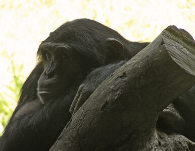 Miniatura: Szympansy staną przed sądem. "Zasługują na...
