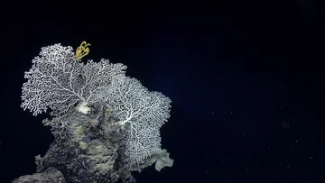 Stworzenia odkryte przez statek Okeanos Explorer 