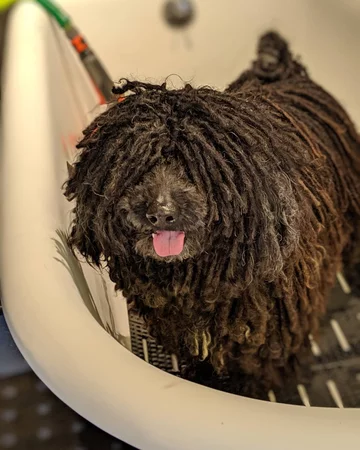 Napoleon, przedstawiciel rasy puli 