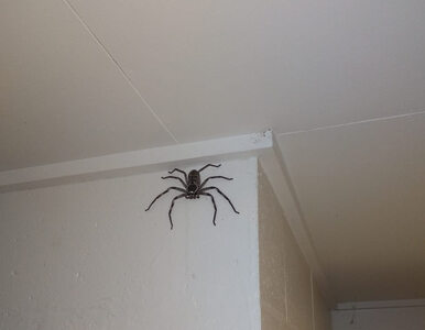 Miniatura: W jego domu pojawił się ogromny pająk....