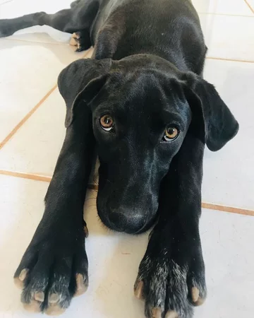 Podopieczny Eduardo Caiado 