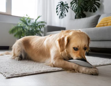 Miniatura: Zapach po psie? Ten domowy sposób w mig...