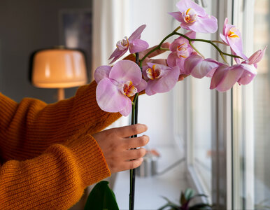 Miniatura: Wetrzyj to w liście storczyka, a po 2...