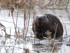Miniatura: Leśnicy zadecydowali w sprawie odstrzału...