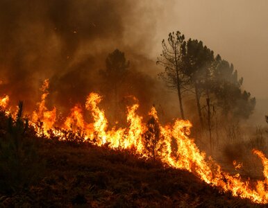 Miniatura: Ewakuacja hoteli w Hiszpanii. Wysokie...