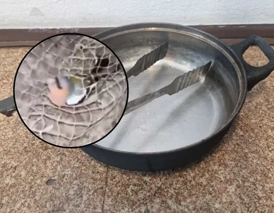 Miniatura: Ugotowali żywcem ptaka. Wszystko nagrali...
