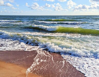 Miniatura: Nieprzyjemny zapach nad Morzem Bałtyckim....