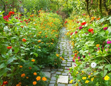 Miniatura: Koniec z pustą rabatą w lipcu. Te kwiaty...