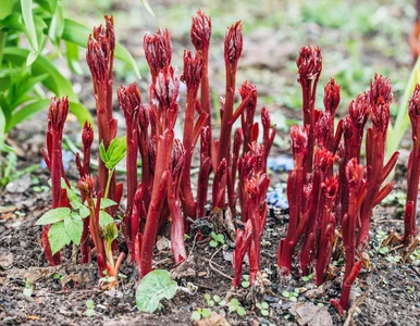 Miniatura: Ten biały proszek działa cuda w ogrodzie....