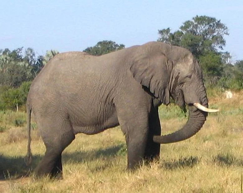 Miniatura: Sri Lanka robi pierwszy powszechny spis......