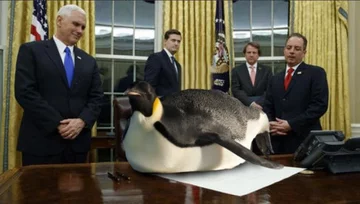 Pingwin zamiast Trumpa 