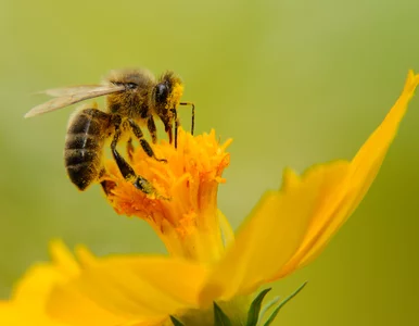 Miniatura: UE wprowadza zakaz stosowania zapraw...