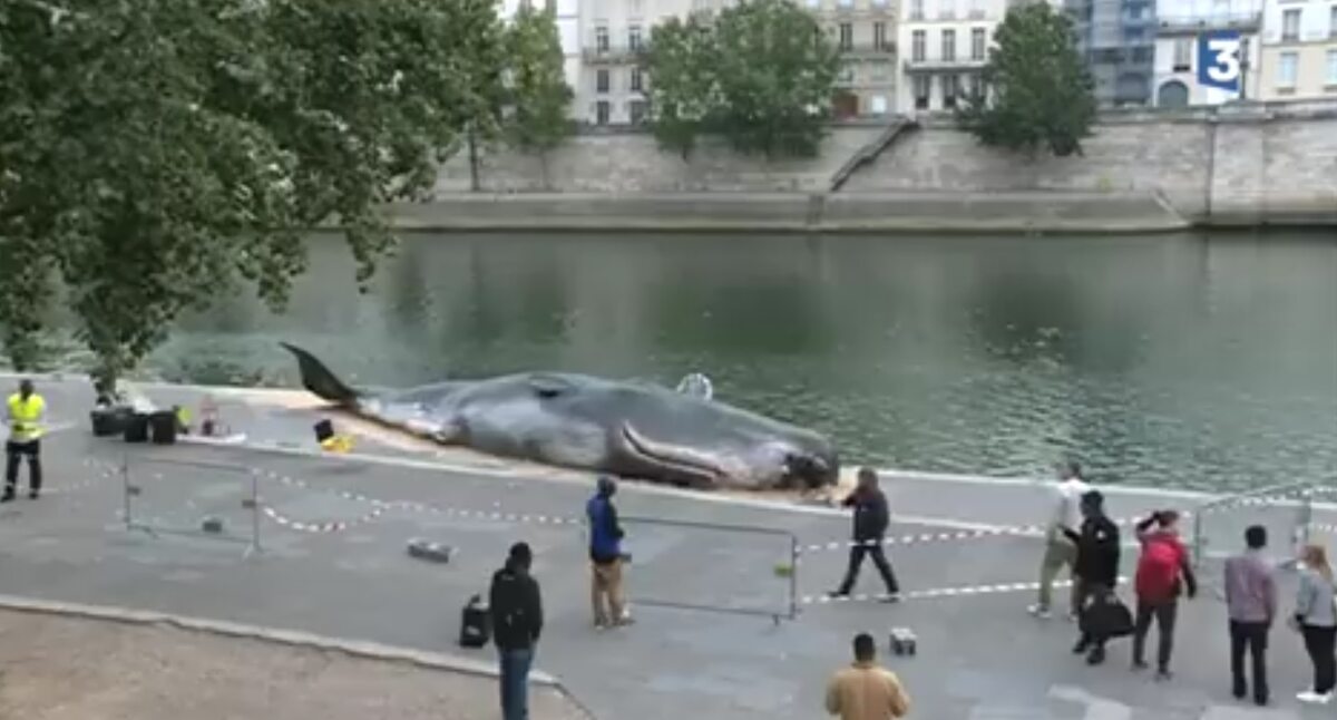 Sztuczny wieloryb w Paryżu 