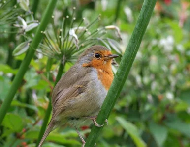 Miniatura: Tysiące ludzi będzie obserwować ptasi bieg...