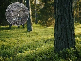 Miniatura: Niezwykle rzadkie znalezisko...