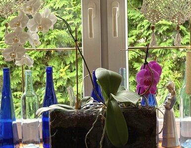 Miniatura: Wsyp pół łyżeczki do storczyka. Pierwszy...