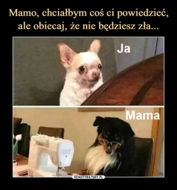 Mem z okazji Dnia Psa 