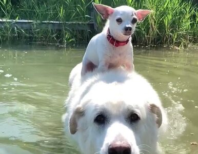 Miniatura: Chihuahua pływa na grzbiecie większego...
