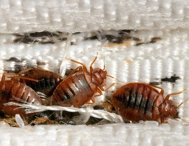 Miniatura: Plaga pluskiew w Europie. Ekspert radzi,...
