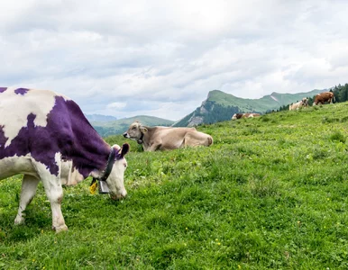 Miniatura: Wycofano niektóre produkty marki Milka....