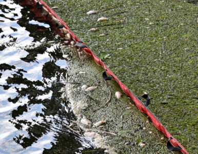 Wtórne zanieczyszczanie Odry. Ryby umierają nie tylko przez przyduchę