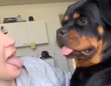 Miniatura: Polski pies hitem mediów...