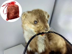 Miniatura: Położyli mały woreczek na poddaszu. „Kuny...