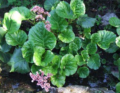 Miniatura: Mróz, cień, słaba ziemia? Bergenia...