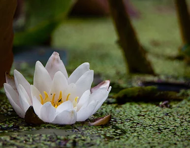 Miniatura: Te rośliny pomogą pozbyć się toksyn ze...